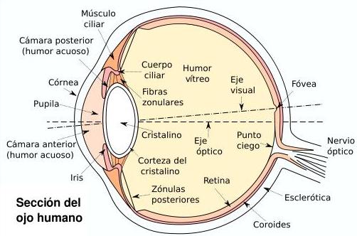 esquema ojo humano